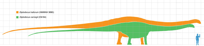 Размеры гигантского динозавра Диплодока-Диппи в сравнении с человеком